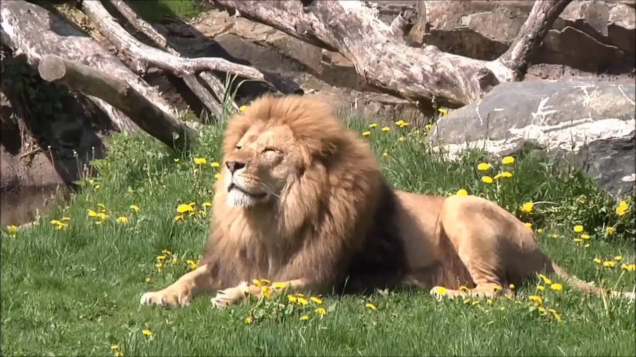 Kristiansand Zoo and Amusement Park